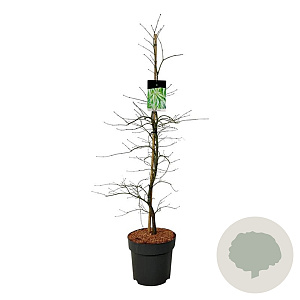 Acer pal. 'Dissectum' 100-125 cm 14L