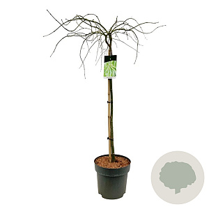 Acer pal. 'Dissectum' 90 cm stam 14L