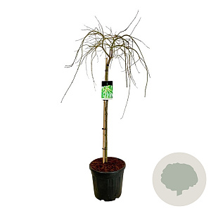 Acer pal. 'Dissectum' 100 cm stam 30L