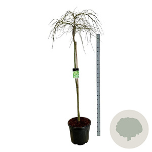 Acer pal. 'Dissectum' 160 cm stam cont. 55L
