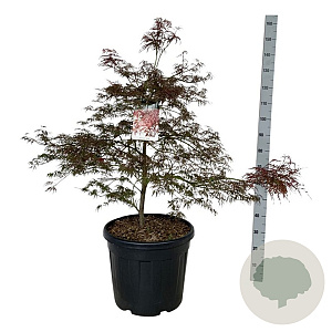 Acer pal. 'Garnet' 100-125 cm cont. 55L extra