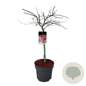Acer pal. 'Garnet' 50 cm stam 14L