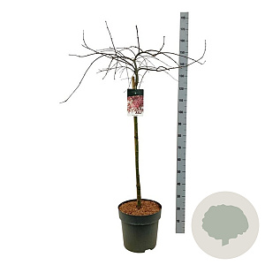 Acer pal. 'Garnet' 90 cm stam 14L