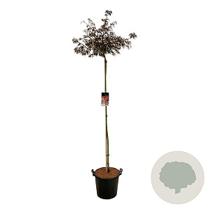 Acer pal. 'Garnet' 160 cm stam 30L