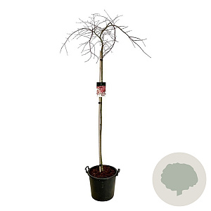 Acer pal. 'Garnet' 160 cm stam 30L