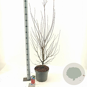 Acer pal. 'Jerre Schwartz' 70-80 cm 10L