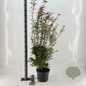 Acer pal. 'Jerre Schwartz' 70-80 cm 10L