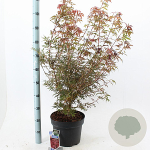Acer pal. 'Jerre Schwartz' 70-80 cm 10L