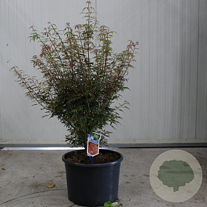Acer pal. 'Jerre Schwartz' 80-90 cm 35L
