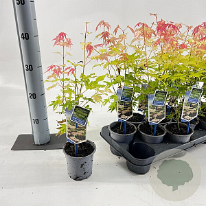 Acer pal. 'Orange Dream' 25-30 cm P10,5