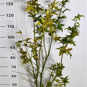 Acer pal. 'Orange Dream' 125-150 cm 15L