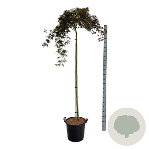 Acer pal. 'Orangeola' 160 cm stam 30L