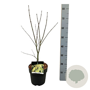 Acer pal. 'Osakazuki' 50-60 cm 4,5L