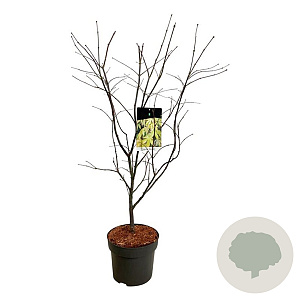 Acer pal. 'Osakazuki' 80-100 cm 10L