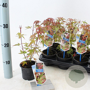 Acer pal. 'Phoenix' 25-30 cm P10,5