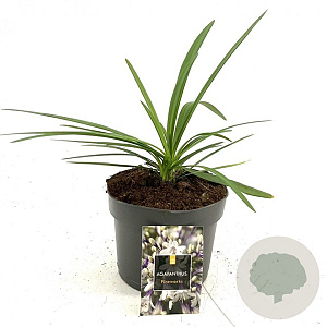 Agapanthus Fireworks GM 2,0L