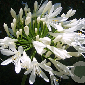 Agapanthus 'Leicester' 50-60 cm 7,5L