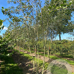 Alnus glutinosa 300-350 cm draadkluit meerstammig