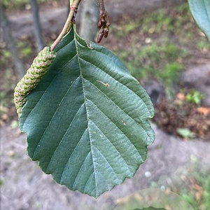 Alnus glutinosa 450-500 cm draadkluit meerstammig
