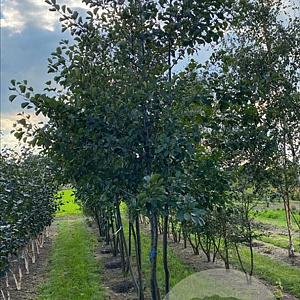 Alnus glutinosa 450-500 cm draadkluit meerstammig