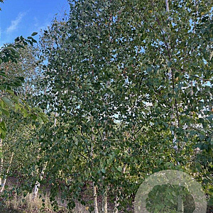 Betula pendula 600-700 cm draadkluit meerstammig