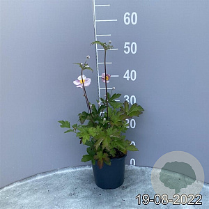 Anemone hupehensis GM 2,0L