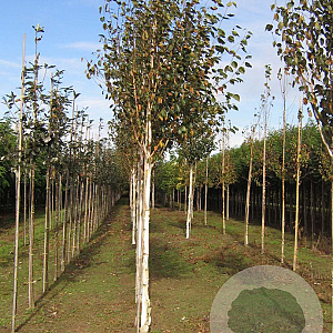 Betula utilis 'Doorenbos' 16-18 HO draadkluit