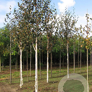 Betula utilis 'Doorenbos' 16-18 HO draadkluit