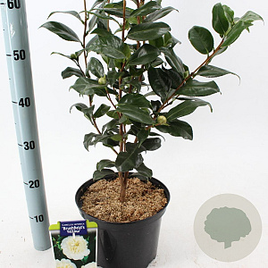 Camellia j. 'Brushfield's Yellow' 60-70 cm 5,0L