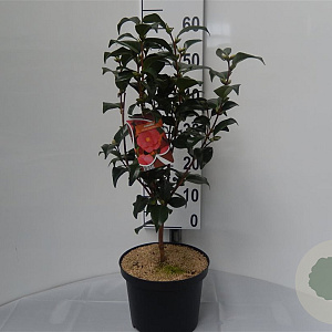 Camellia ret. 'Mary Williams' 60-70 cm 5,0L