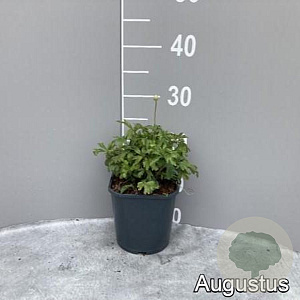 Anemone sylvestris GM 2,0L