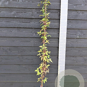 Clematis mont. rubens 150-175 cm vierkant rond 5,5L