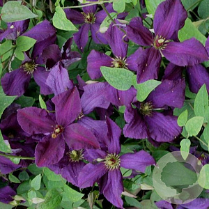 Clematis 'Polish Spirit' 150-175 cm vierkant rond 5,5L
