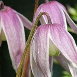 Clematis 'Willy' 80 cm rozenpot 2L