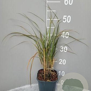 Anemanthele lessoniana GM 2,0L