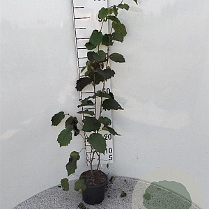 Corylus avellana 60-100 cm 2,0L