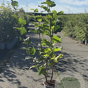 Corylus avellana 80-100 cm 2,0L