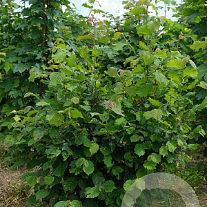 Corylus avellana 200-250 cm draadkluit struik