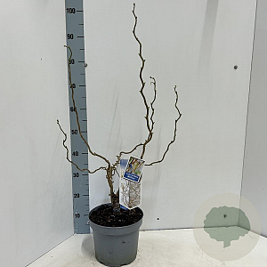 Corylus a. Medusa 60-70 cm 5,0L