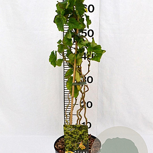 Corylus a. 'Twister' 40-60 cm 3,0L