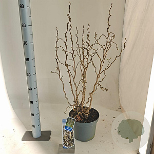 Corylus a. 'Twister' 60-70 cm 5,0L