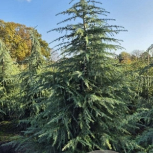Cedrus deodara 450-500 cm container solitair