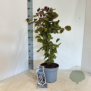 Corylus 'Red Majestic' 60-70 cm 5,0L