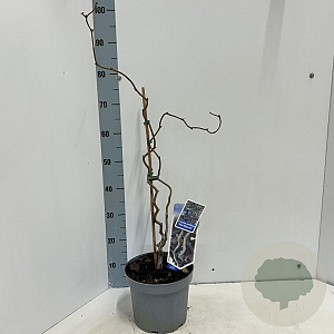 Corylus 'Red Majestic' 60-70 cm 5,0L