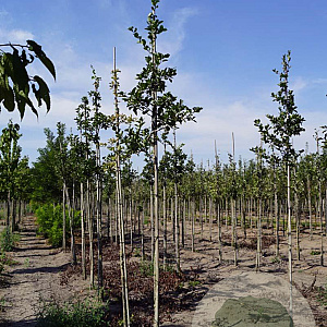 Crataegus succulenta Boomfeestdag 8-10 HO draadkluit