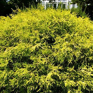 Chamaecyparis p. 'Filifera Aurea' 200 cm container meerstammig 200 cm stam
