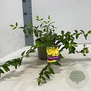 Hypericum 'Hidcote' 25-30 cm P15