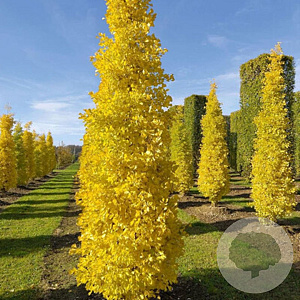 Ginkgo bil. Fastigiata Blagon 200-250 cm wortelgoed