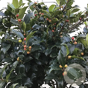 Ilex meserv. Blue Maid 60 cm stam 15L