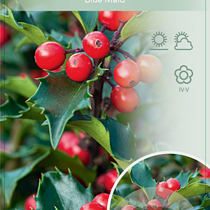 Ilex meserv. Blue Maid 60 cm stam 15L